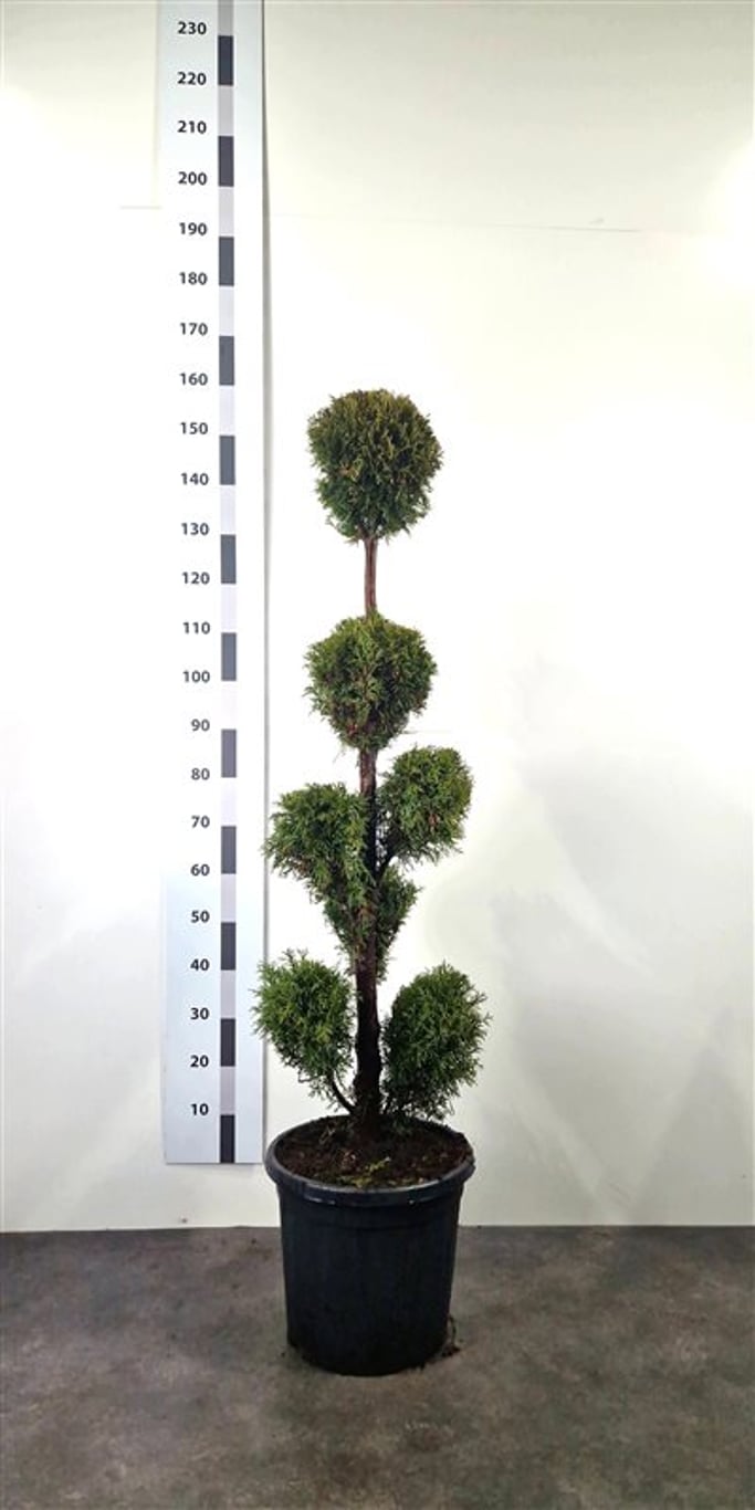 Thuja occ. 'Smaragd' - 120-140 CM PonPon Cont.